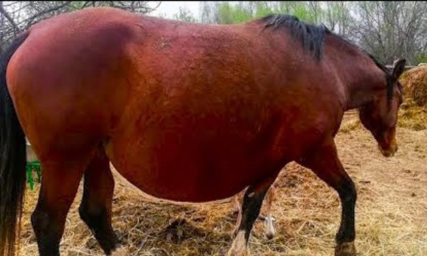 fat horse